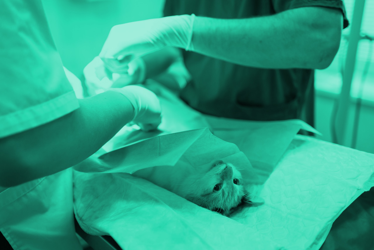 Unsere modernen Praxisräume ersetzen teilweise eine Tierklinik