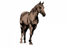 Pferd